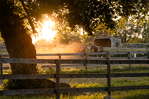 Our Paddocks at Foxwood Farms